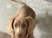 Long hair Miniature dachshund