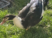 2 beautiful Muscovy ducks,