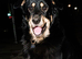 Shepherd cross Doberman for Stud