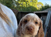 5 Roan Sprocker Puppies