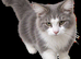 Giant maine coon kittens for sale