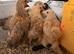 Pure Pekin Bantam growers 5 weeks