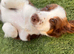 Cockapoo + cocker spaniel