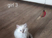 Beautiful pedigree ragdolls