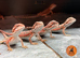 Red monster/ zero baby bearded dragons ready to go!