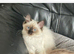 Female ragdoll 8months old