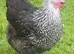 Point of lay hybred vaccinated pullets