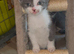 Beautiful grey and white female kittens