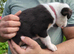 Border collie puppies