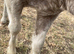 Beautiful sweet mare with silver dapple cob foal at foot
