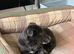 12 week old female whippet x Greyhound