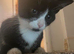 Very affectionate cat.