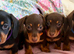 Beautiful Miniature Dachshund Puppies