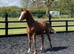 WB x TB sport horse yearling filly