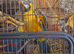 4 year old female blue and gold macaw for sale