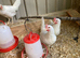 White Leghorn POL