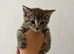1 male tabby left