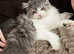 Pet Sitting & Dog Walking - &pound;15 Off Your First Booking!