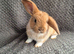 Mini Lop Bunnies