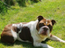 English bulldog