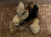 Day old Pekin chicks