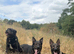 WORKING LINE INTACT MALE GERMAN SHEPHERD