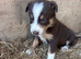 Tri coloured puppies Collie puppies