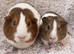 Guinea pigs - Pair of Sows ready to go