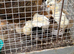 Bantam hen and chicks