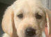 Goldador puppies