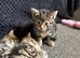 Domestic short hair tabby kittens