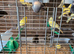 Canaries x20