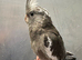 Hand reared baby cockatiel ready for its new home