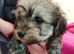 Beautiful toy poodles