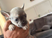 Beautiful French bulldogs