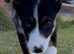 4 month old puppy for sale