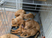 Red and golden lab puppies