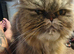 Persian Maincoon x