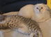 Scottish fold/straight kittens