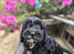 Cavapoo puppy - health tested and ready to leave