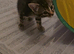 Male kitten looking for a good home