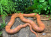 Hypo Corn Snake at Birmingham Reptiles
