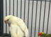 Stunning Various Baby Kakarikis
