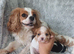 Beautiful cavalier puppies