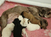 Imperial Shih Tzu X Maltese puppies