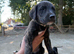 Lurcher Puppies