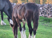 Shire Colt