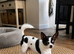 Charlie the chihuahua