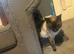 Simease cat