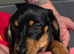 M&eacute;dium sized short legged Dachshund puppies